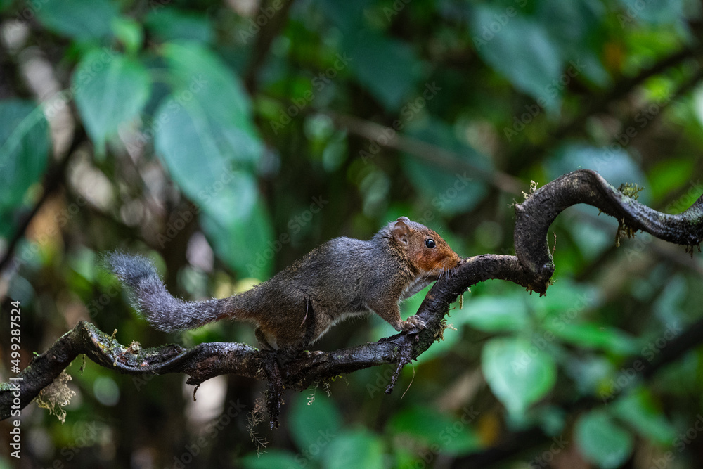 Squirrel Squirrel