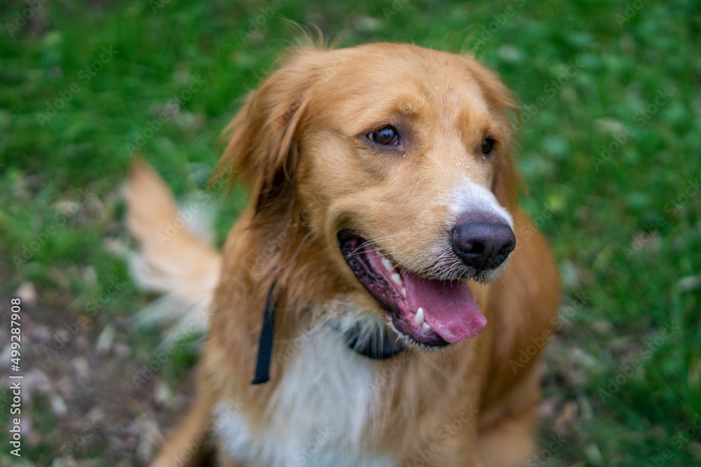 Golden retriever playing in the park