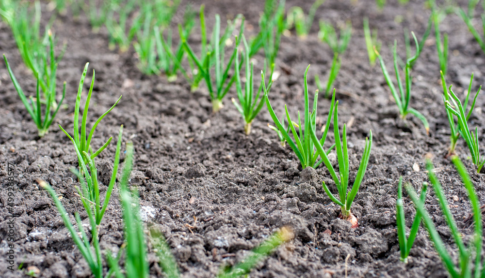 Young green onion grows outdoors in spring