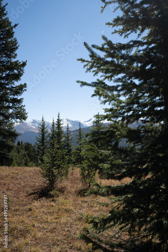 forest in the mountains