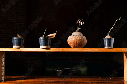 evergrow Stephania erecta potting on wooden bar with black background photo