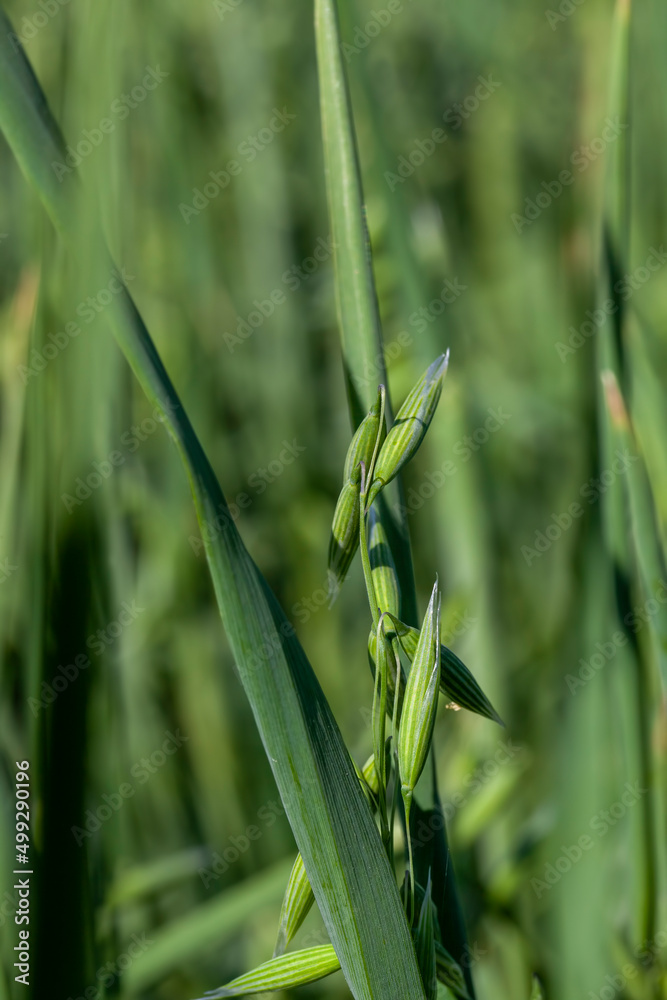 oat plant during cultivation in the field in summer oat plant during cultivation in the field in summer
