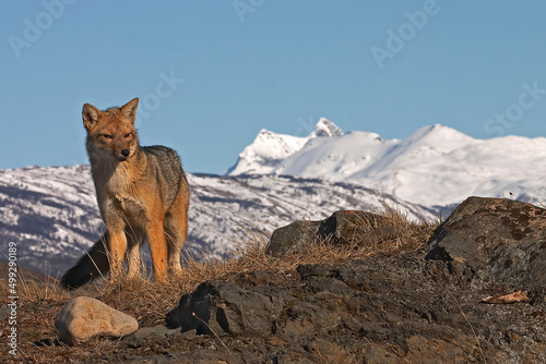 The zorro culpeo  also known as Andean fox  or South American fox with snow mountains in the National Park Torres del Paine in Patagonia Chili. High quality photo