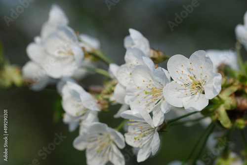 White tree blossom close up selective focus. Blurred background with copy space. floral background