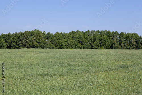 cereal plants during cultivation in the field in summer