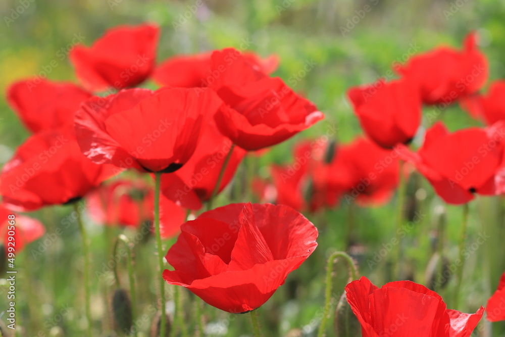 Papaver rhoeas, with common names including common poppy, corn poppy, corn rose, Flanders poppy, and red poppy, is an annual herbaceous species of flowering plant in the poppy family Papaveraceae. Papaver rhoeas, with common names including common poppy, corn poppy, corn rose, Flanders poppy, and red poppy, is an annual herbaceous species of flowering plant in the poppy family Papaveraceae.