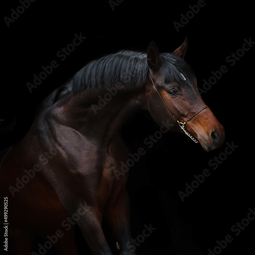 Portrait of a beautiful chestnut horse on black background isolated, head closeup.