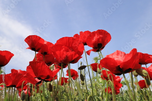 Papaver rhoeas, with common names including common poppy, corn poppy, corn rose, Flanders poppy, and red poppy, is an annual herbaceous species of flowering plant in the poppy family Papaveraceae.