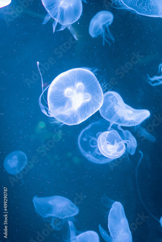 jelly fish in the aquarium © Hikarino