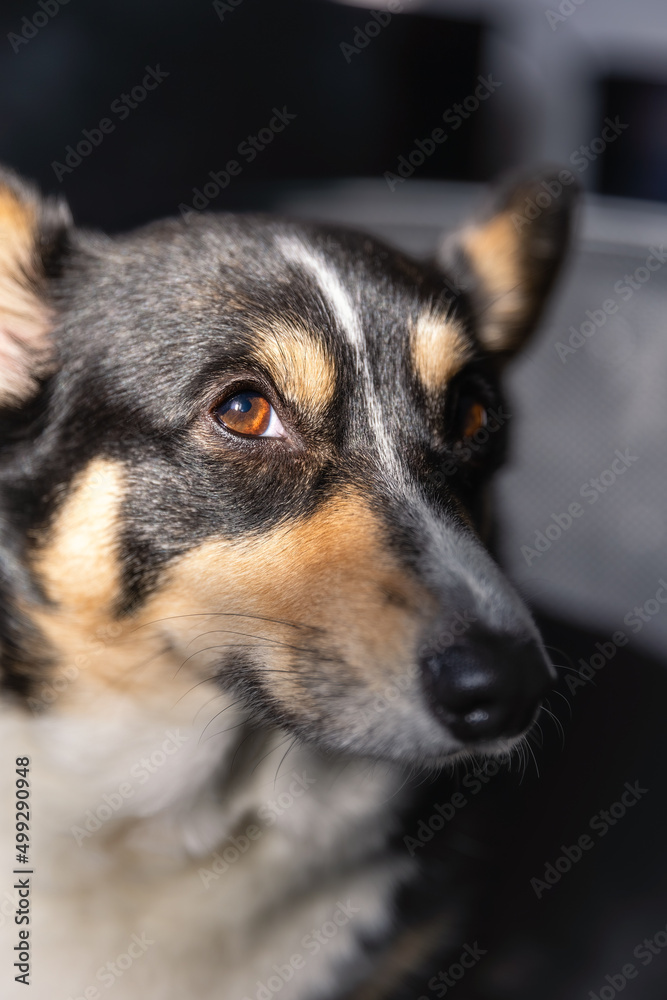 Close up portrait of a Pembroke Welsh Corgi with golden sunlight on her face Close up portrait of a Pembroke Welsh Corgi with golden sunlight on her face