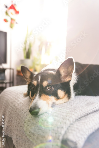 Tri color Pembroke Welsh Corgi laying down comfortably in a brightly lit modern room  with natural light and a sun flare