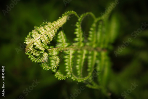 Young green curved fern leaf growing up from dark ground background photo