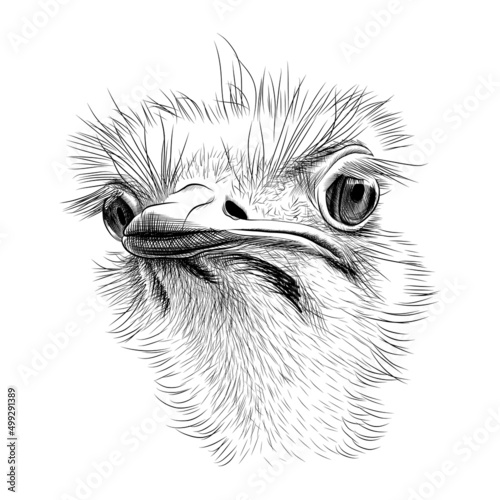 Ostrich head hand drawn sketch. Funny ostrich bird portrait black graphic sketch isolated on white background. Vector illustration