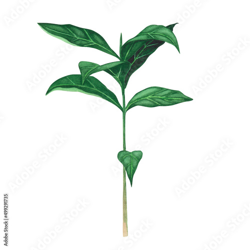 Coffee plant for pot isolated on white background. Watercolor hand drawn llustration for design