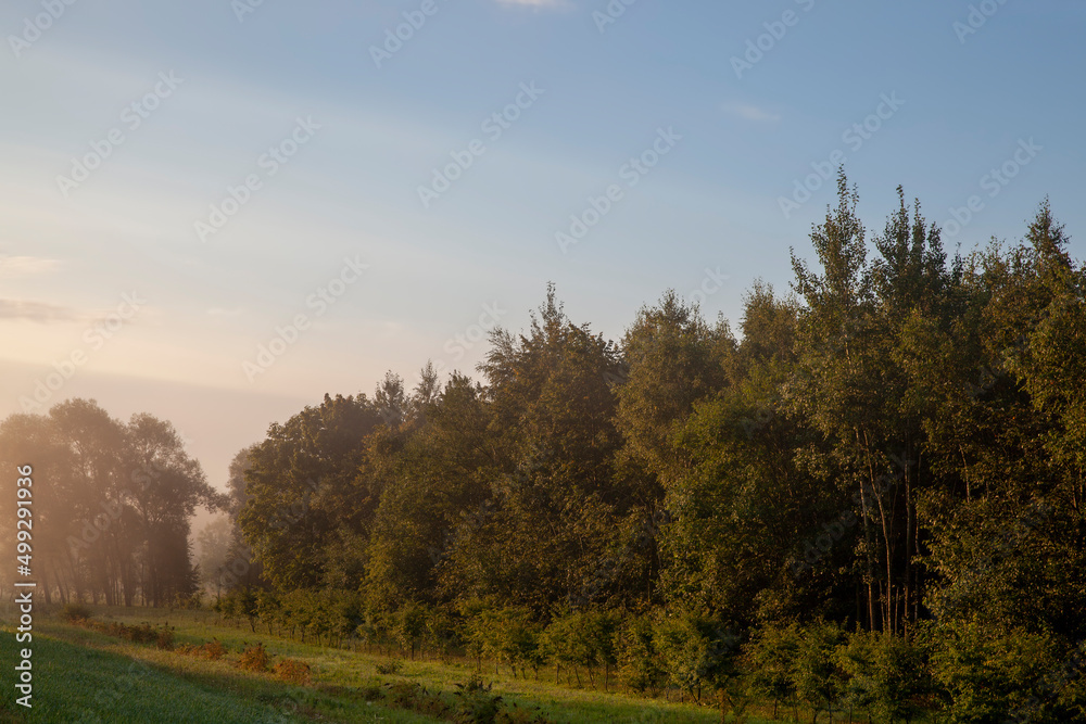 trees in thick fog in the morning