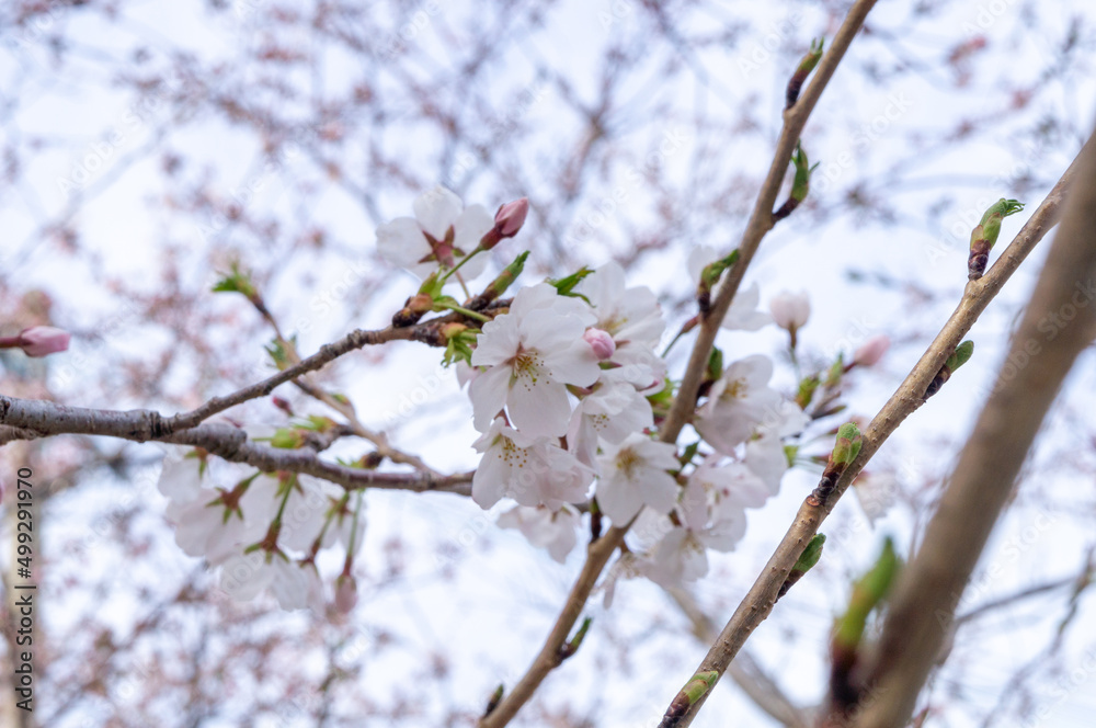 桜の花、兵庫県赤穂市、4月に撮影