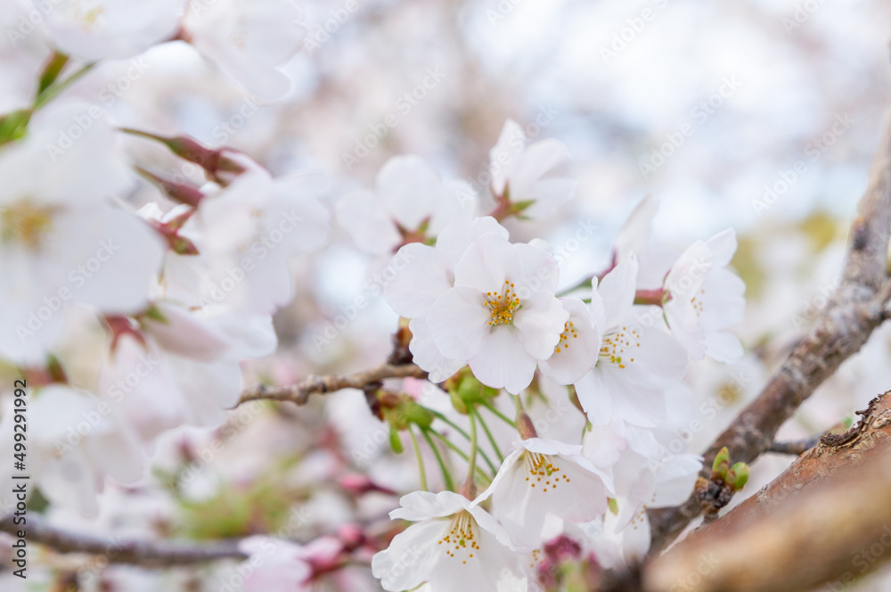 桜の花、兵庫県赤穂市、4月に撮影