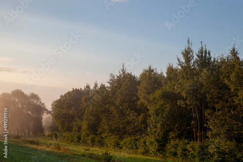 trees in thick fog in the morning