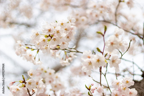 Obraz na płótnie 桜の花、兵庫県赤穂市、4月に撮影 w salonie