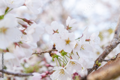 桜の花、兵庫県赤穂市、4月に撮影