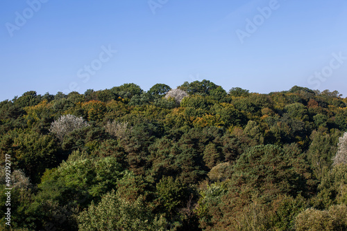mixed forest with different types of deciduous trees