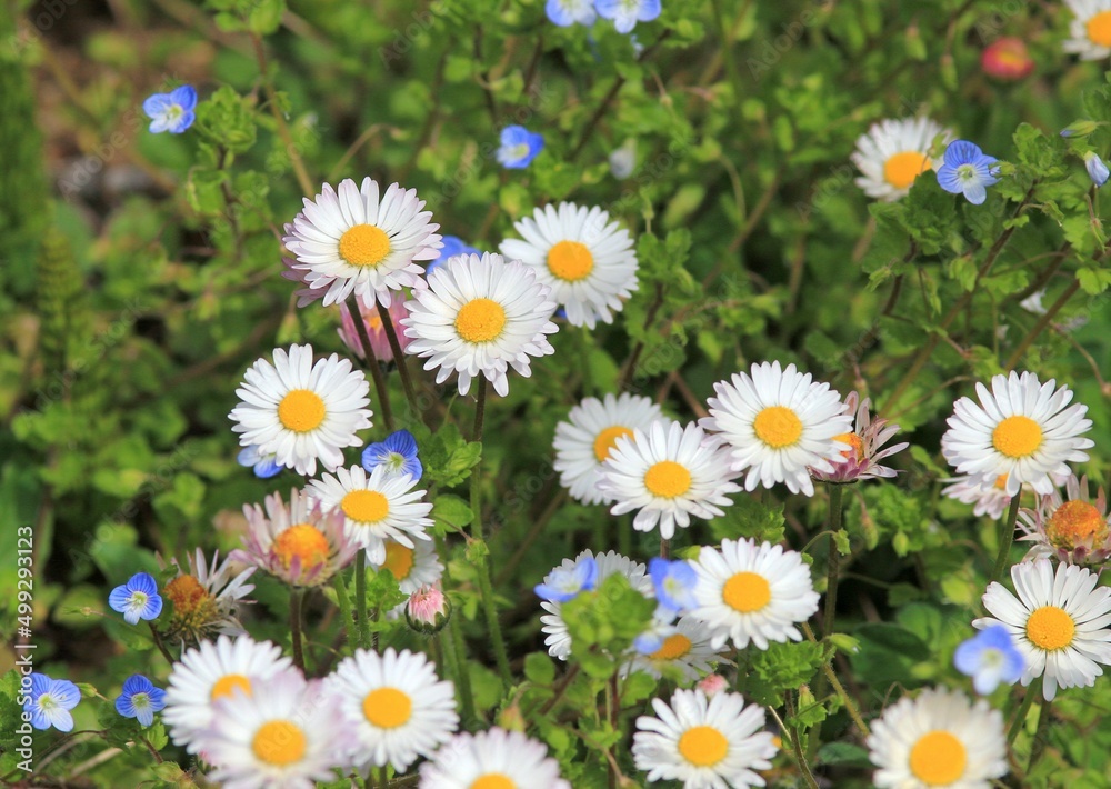 Obraz premium White daisies (Bellis perennis) close-up in a meadow