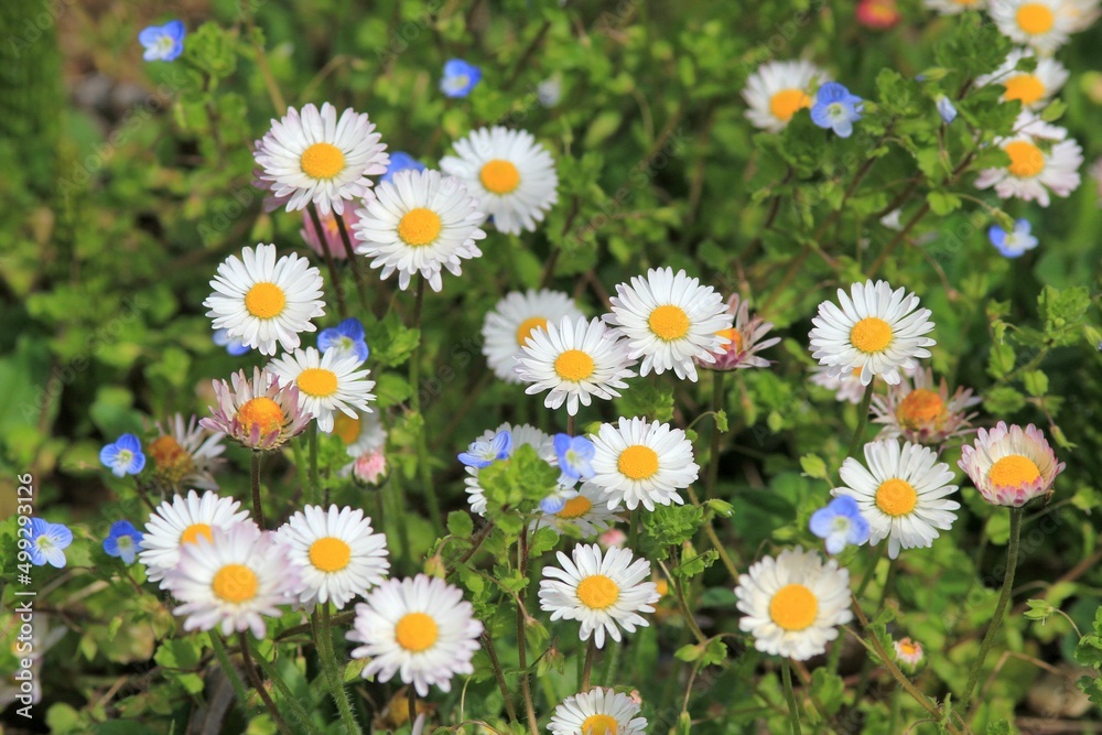 Fototapeta premium White daisies (Bellis perennis) close-up in a meadow