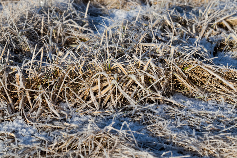 grass covered with ice and frost in the winter season grass covered with ice and frost in the winter season
