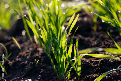 Photos green wheat sprouts in a field with water drops after rain