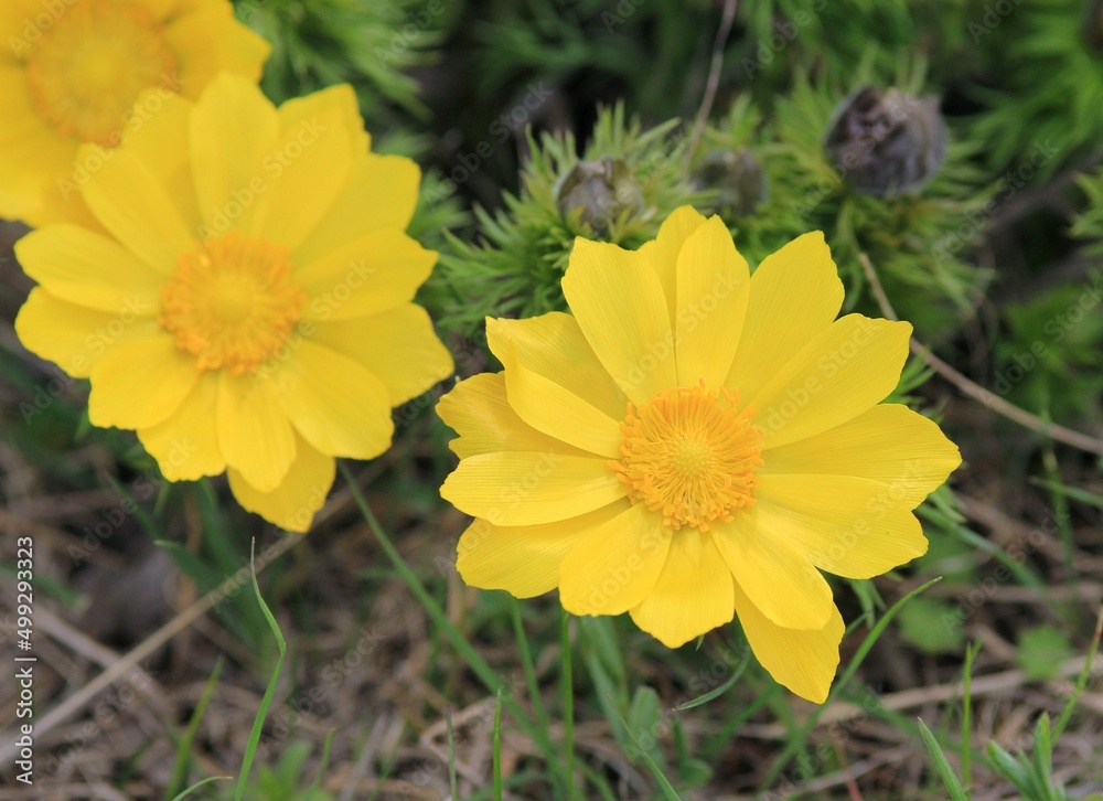 Yellow flowers of Adonis vernalis close-up in spring Yellow flowers of Adonis vernalis close-up in spring