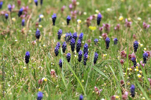 Blue flowers of Muscari neglectum in the spring forest