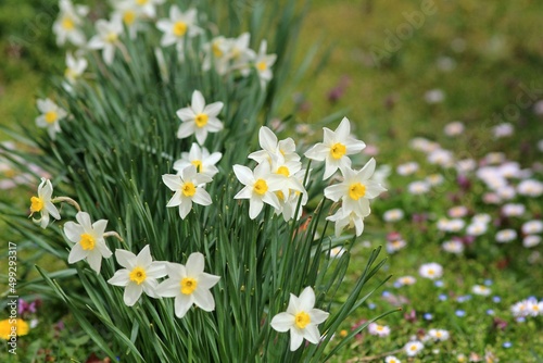 White Narcissus flowers on a flower bed in spring