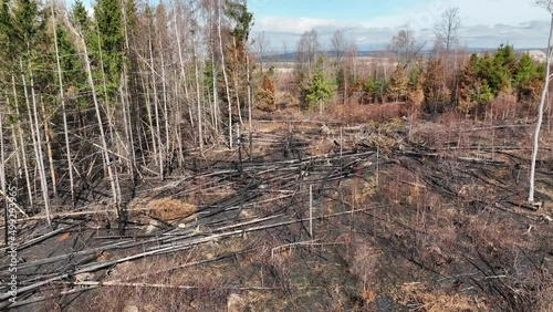 Fire forest after flame drone aerial drought dry black earth ground vegetation wild stand green natural disaster burnt down trees Bark beetle shot pest Ips typographus dead, spruce bast tree Czech