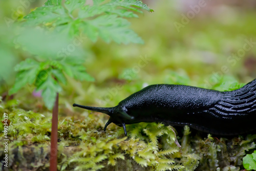 Canvastavla Babosa negra moviéndose lentamente sobre el musgo