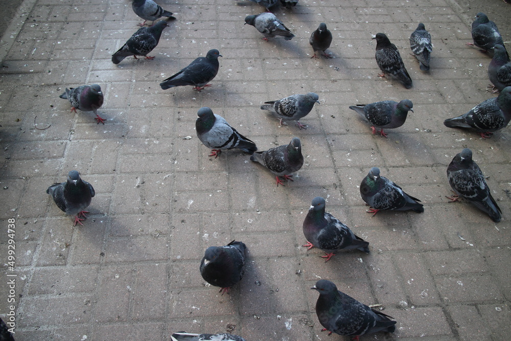 Obraz premium many pigeons on the sidewalk in the city center