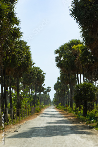Long straight road in a flat tropical landscape