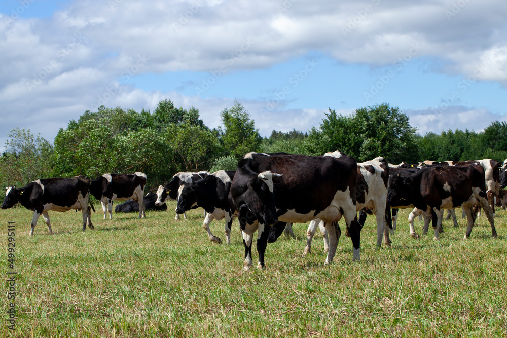 grazing a herd of cows in a field with green grass in summer