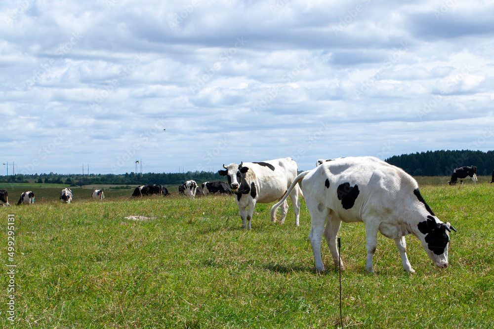 grazing a herd of cows in a field with green grass in summer grazing a herd of cows in a field with green grass in summer