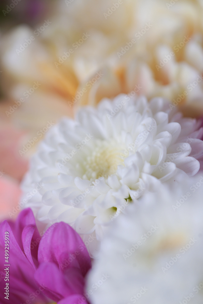 Decorative bouquet of many different small and large flowers Decorative bouquet of many different small and large flowers