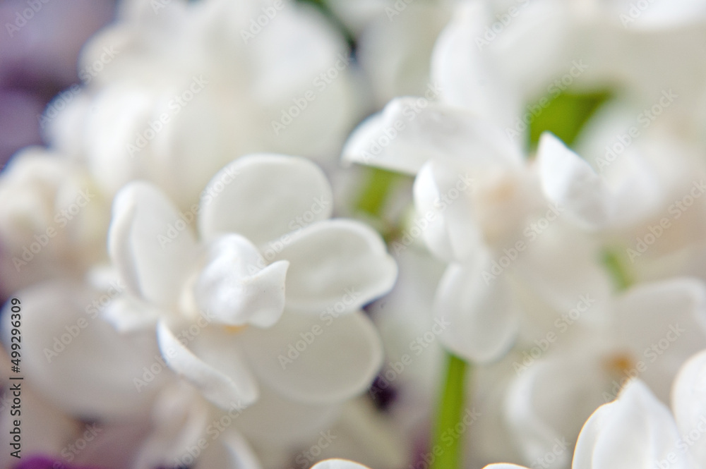 Beautiful lilac flowers bunch background, Beautiful lilac flowers bunch background,