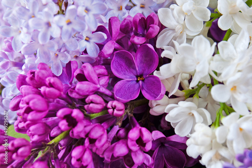 Beautiful  lilac flowers bunch  background 