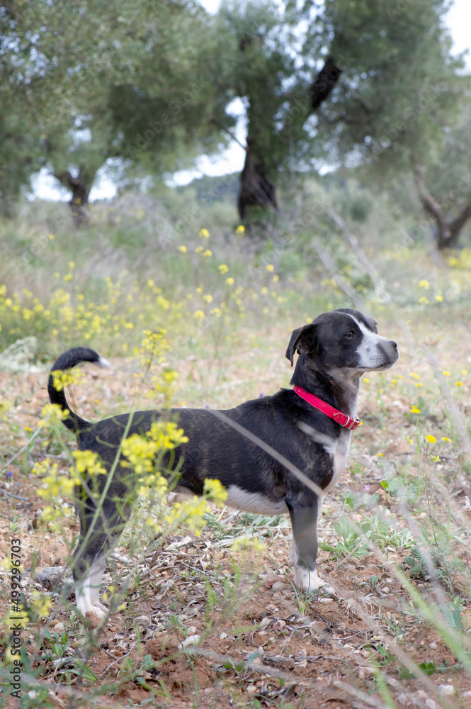 Perro en campo con lores amarillas y oliveras en vertical Perro en campo con lores amarillas y oliveras en vertical