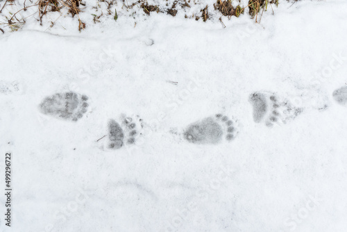 brown bear (Ursus arctos) tracks on snow in spring © Rauno