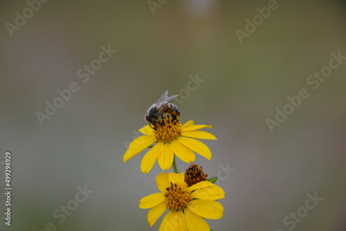 bee apis mellifera over little yellow daisy bouquet with background photo