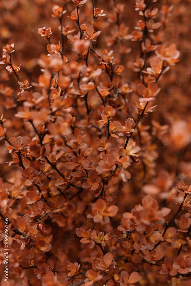 Fototapeta premium Red flowers texture