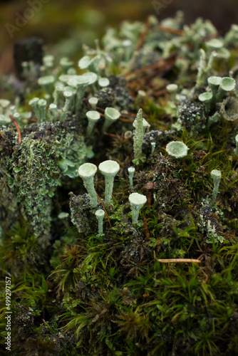 Close up of the top of small greenish grey Pixie Cup Lichens growing in moss on the Palatinate forest floor of Germany. photo