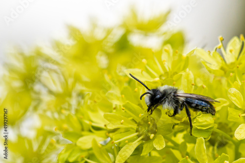 macro shot of single wild bee (Apoidea) sitting on maple blossoms collecting nectar