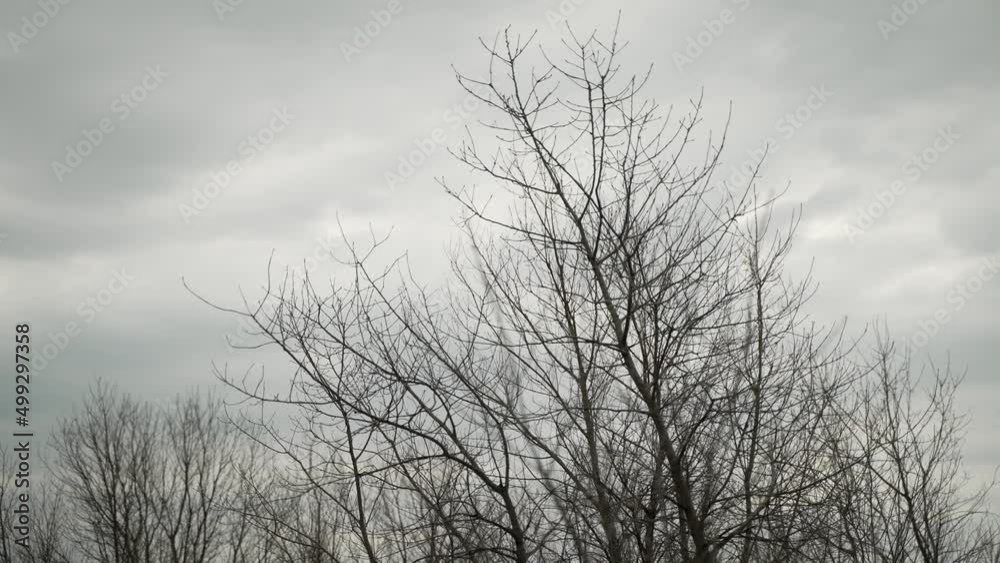 - trees, clouds, overcast, sky, branches, tree, nature, outside, gloomy, rain, sad, dark, depressing
- Exterior
- Slow Motion
- Handheld - trees, clouds, overcast, sky, branches, tree, nature, outside, gloomy, rain, sad, dark, depressing
- Exterior
- Slow Motion
- Handheld