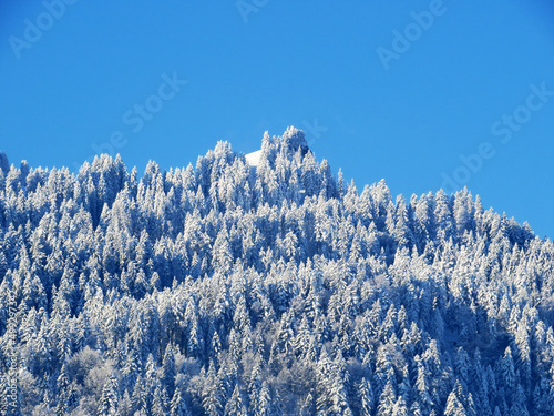 Fairytale alpine winter atmosphere and snow-covered coniferous trees on the mountain peak Bläss Chopf (Blaess Chopf or Blass Chopf, 1459 m), Nesslau - Obertoggenburg, Switzerland (Schweiz) photo