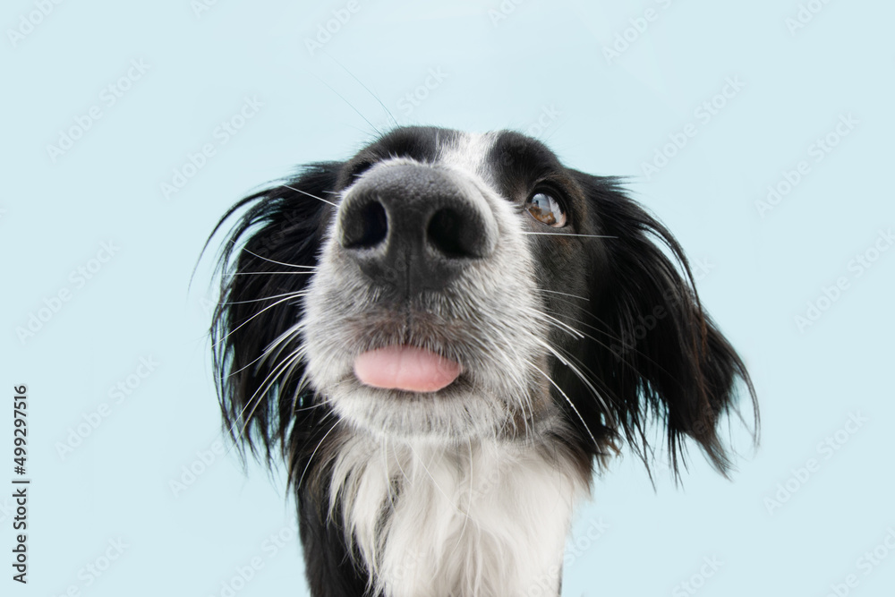 Funny portrait dog sticking tongue out. Isolated on blue colored background